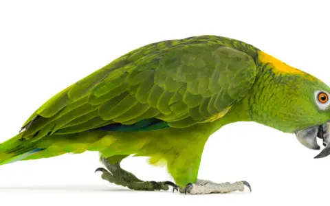Pappagallo verde con macchie gialle sulla testa, zampe artigliate e becco ricurvo. Potrebbe essere affetto da circovirus pappagalli.