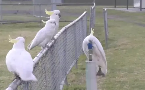Un gruppo di cacatua bianchi con creste gialle si posa su una recinzione. Uno di loro, un cacatua parla, beve da un rubinetto.