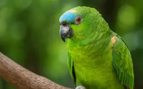 Un pappagallo verde brillante con un tocco di blu sulla testa, seduto su un ramo. Ecco come vede un pappagallo il mondo.