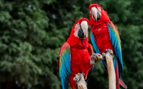 Due ara ararauna, con piume rosse, blu e verdi, si posano su un ramo. Uno tiene una noce tra gli artigli.