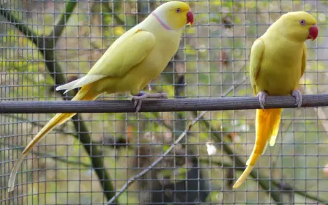 Due parrocchetti dal collare giallo, uno di profilo e l'altro di spalle, riposano su un posatoio davanti a una rete.