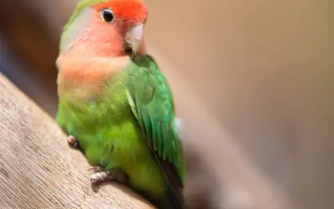 Pappagallino in posa su un ramo. Se noti apatia o piume arruffate, potresti chiederti come capire se un pappagallo sta morendo.