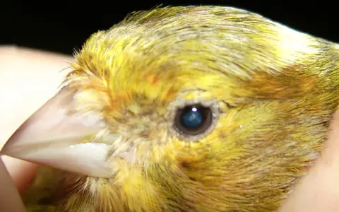Primo piano del becco e dell'occhio di un canarino giallo, utile per identificare malattie dei canarini immagini.