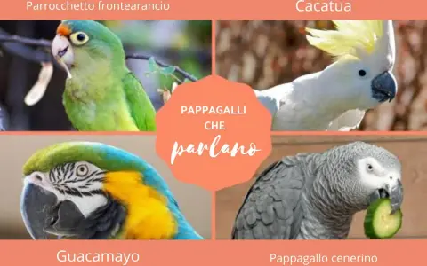 Quattro pappagalli: un parrocchetto frontearancio, un cacatua, un guacamayo e un pappagallo cenerino che mangia un cetriolo.