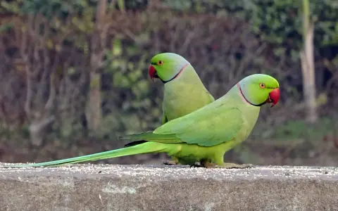 Due parrocchetti dal collare parlano tra loro, con becchi rossi e piume verdi brillanti.