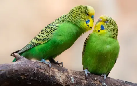 Due uccelli da voliera esterna, pappagallini verdi, si scambiano un tenero sguardo su un ramo.