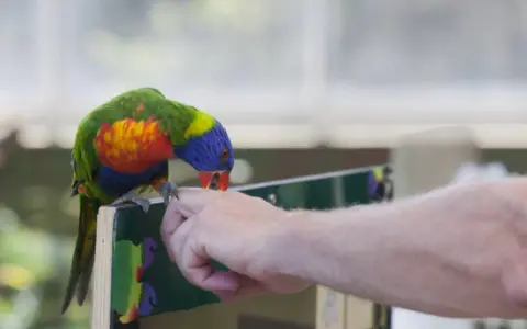 Un colorato pappagallo arcobaleno, con becco rosso, sembra che il pappagallo morde dita di una mano tesa.