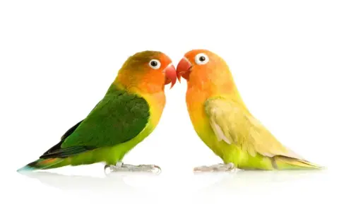 Due inseparabili pappagallini si guardano. Scopri come capire se un pappagallo è maschio o femmina osservando i loro colori vivaci.