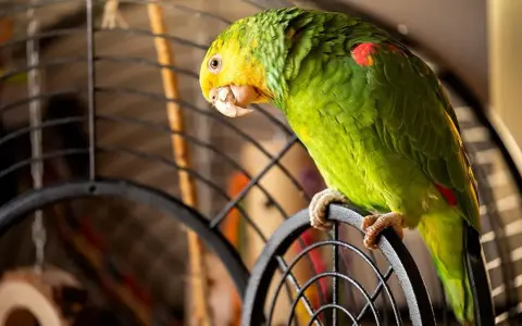 Pappagallo verde con testa gialla appollaiato sulla gabbia. Chissà come si chiama il verso del pappagallo?