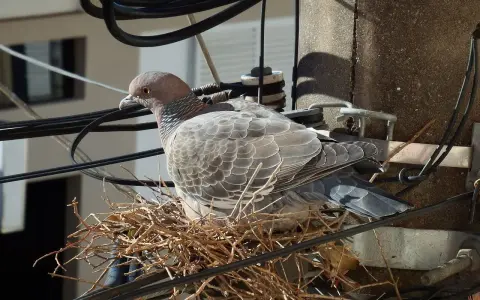 Un piccione vigila sul suo nido di ramoscelli, costruito tra i cavi elettrici su un palo.