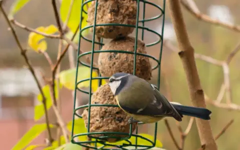 Un pettirosso blu si posa su un mangiatoia verde, pronto ad assaggiare le palline di grasso.