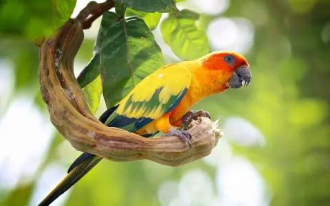 Un conuro del sole parla, appollaiato su un ramo contorto. Il suo piumaggio giallo e arancione risplende tra le foglie verdi.