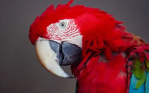 Pappagallo ara rosso con piume vivaci. Chissà quanto vive un pappagallo ara, forse abbastanza da vedere tante albe come questa.
