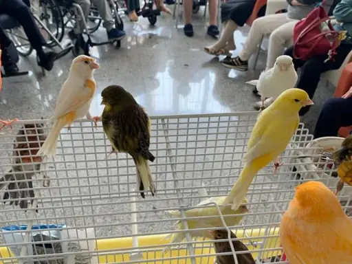 Canarini di vari colori, arancioni, gialli, bianchi e verdi, in gabbia. Forse un momento di accoppiamento canarini.