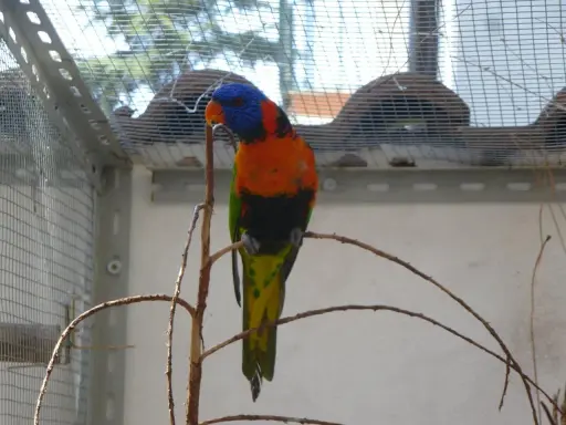 Un pappagallo arcobaleno, con piume vivaci, si posa su un ramo. La sua testa blu e arancione spicca. Questi uccelli colorati sono un esempio di come la natura crei meraviglie, quasi fossero "estrusi" da un sogno.