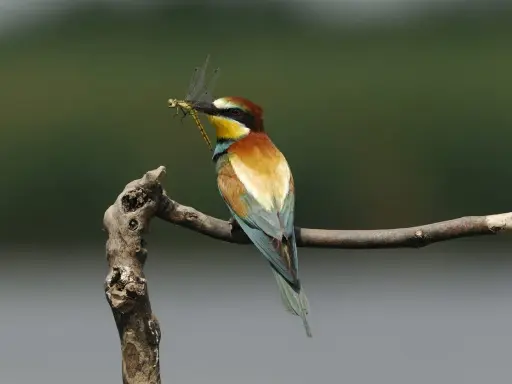 Un colorato uccello insettivoro, un gruccione, tiene una libellula nel becco mentre è appollaiato su un ramo.