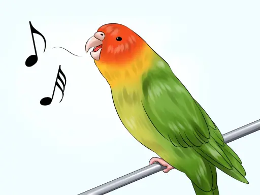 Cocorita colorata canta felice, con note musicali che escono dal suo becco. Impara come addestrare una cocorita con pazienza e amore.