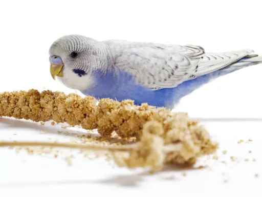 Un pappagallino azzurro e bianco, con un'espressione di panico semi, si avvicina a un grappolo di panico.
