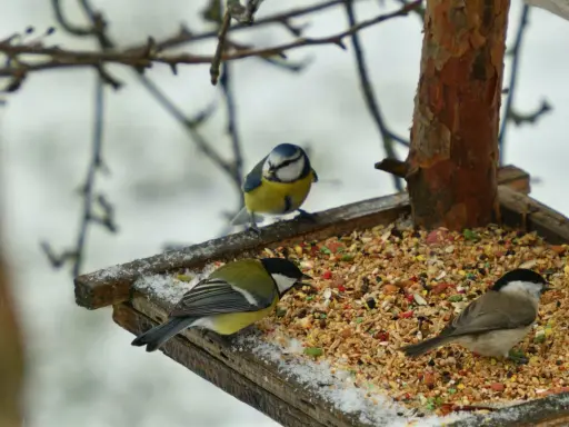 Tre cinciallegre e un codirosso si nutrono su una mangiatoia con semi misti, tra cui miglio rosso, in una giornata invernale.