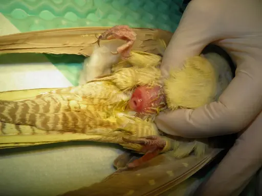 Esame di un uccello con uova non fecondate visibili.