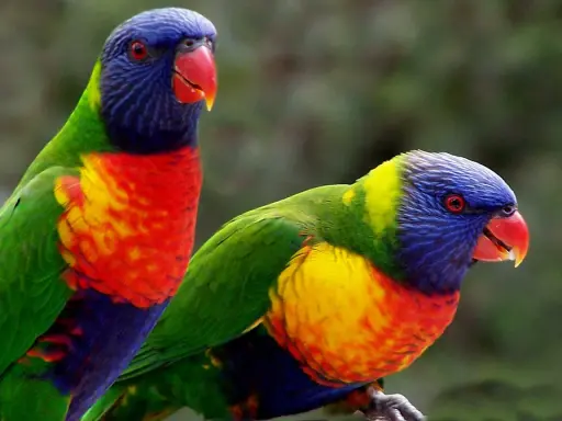 Due lorichetto arcobaleno, con piumaggio vibrante, si stagliano su uno sfondo verde sfocato.