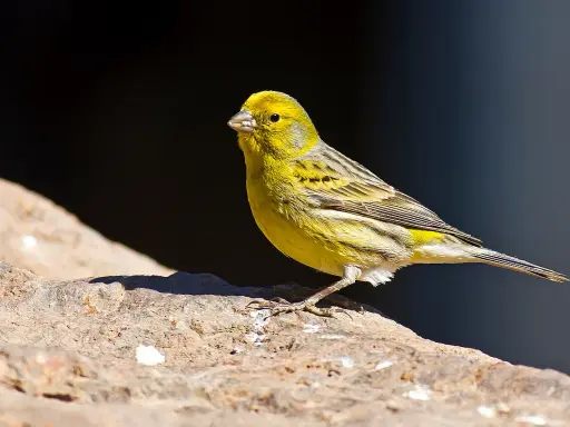 Cardellino femmina, con piumaggio giallo e striature grigie, posa su una roccia. Il suo canto risuona nell'aria.