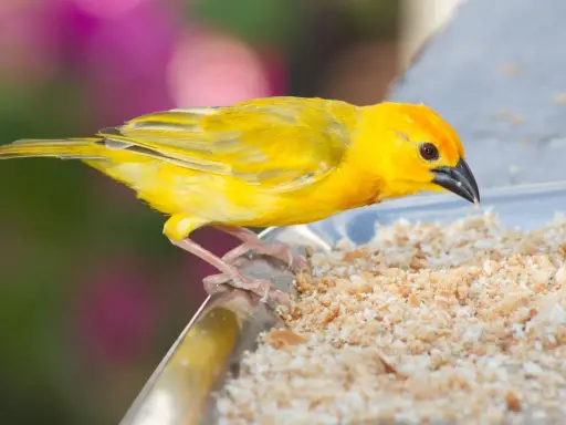 Un canarino giallo brillante mangia briciole su un piatto. Ecco cosa mangiano i canarini: semi e granaglie.