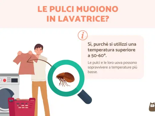 Le pulci muoiono in lavatrice se la temperatura supera i 50-60°. A temperature più basse, pulci e uova sopravvivono.