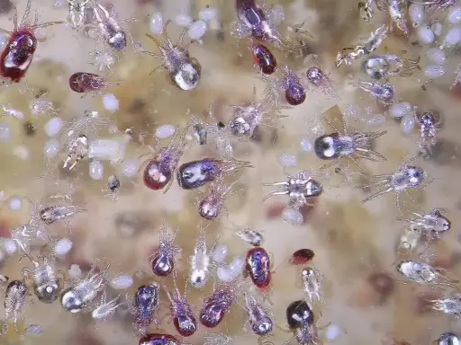 Un gruppo di acari rossi e trasparenti, simili a pulci, si muove su una superficie chiara. Alcuni hanno corpi rossi brillanti, altri sono quasi trasparenti con zampe sottili.
