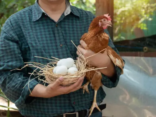 Un contadino tiene un cesto con uova di uccelli piccoli e una gallina.