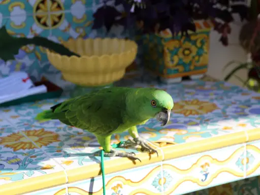 Un pappagallo verde, uno dei tanti pappagalli piccoli, si posa su un tavolo piastrellato con motivi floreali.