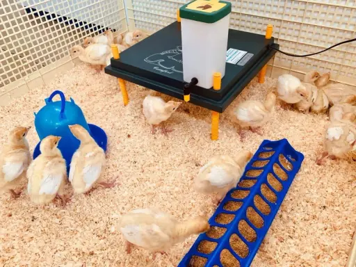 Pulcini in un recinto con mangiatoia blu e una lampada riscaldante. Sono pronti per la loro prima da pappetta.