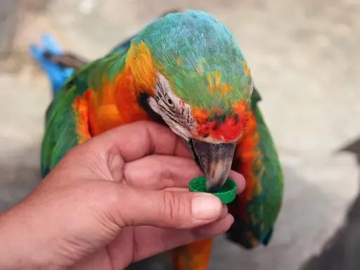 Un colorato pappagallo, con piume verdi, arancioni e blu, becca da un tappo verde tenuto da una mano. Sembra un cucciolo di pappagallo, curioso e affamato.