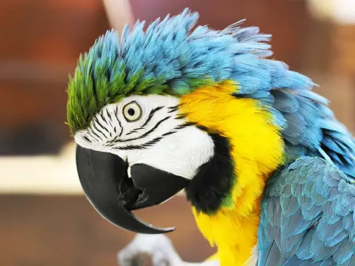 Un pappagallo ara blu e giallo, con le piume arruffate, sembra pensieroso. Cosa vuol dire quando il pappagallo si gonfia? Potrebbe essere un segno di benessere o di freddo.