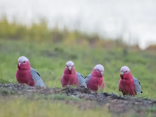 Quattro pappagalli rosa e grigi, come un pappagallo silenzioso, osservano curiosi dal prato.
