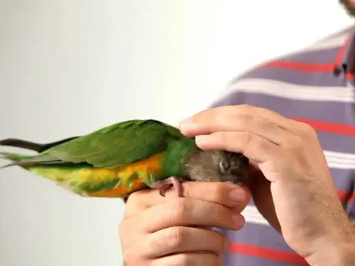 Un uomo accarezza un pappagallo verde e giallo, mostrando un metodo per come addestrare un pappagallo con pazienza e affetto.