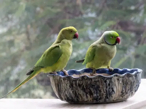 Due pappagalli verdi, uno con la coda lunga, siedono in una ciotola decorata. Sembrano un pappagallo senza piume per la loro pelle liscia.