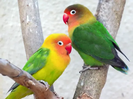 Due agapornis fischeri colorati, uno giallo e arancio, l'altro con testa marrone, verdi e blu, appollaiati su rami.