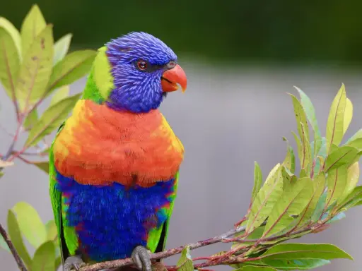 Pappagallo arcobaleno su ramo, nel suo habitat naturale. I colori vivaci del piumaggio si fondono con il verde delle foglie.