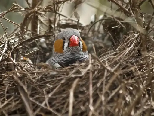 Un bengalini nido, con il suo becco rosso acceso e le guance arancioni, si nasconde tra i rami secchi.