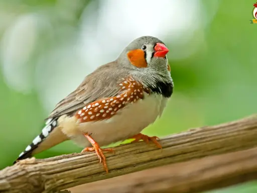 Un bengalini con becco rosso e guance arancioni, posato su un ramo. Questi uccelli amano semi e piccoli insetti, scopri cosa mangiano i bengalini!