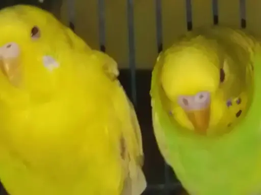 Due cocorite, una gialla e una verde, in attesa di un nuovo arrivo. La cocorita incinta sembra un po' più paffuta.