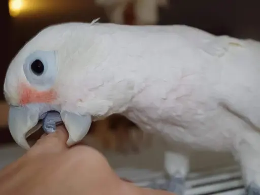 Un pappagallo bianco con guance rosate becca un dito. Forse è un modo per capire perché i pappagalli si beccano tra loro.