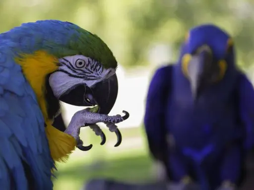 Un pappagallo blu e giallo si pulisce le piume, forse cercando rimedi naturali per l'autodeplumazione. Un altro pappagallo blu è sfocato sullo sfondo.