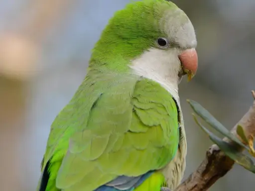 Parrocchetto monaco dai vivaci colori verdi e grigi, con un becco arancione, appollaiato su un ramo.