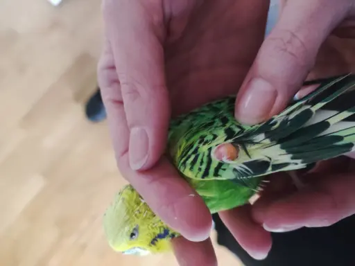 Mano che tiene un parrocchetto verde e giallo, con una piccola pallina di grasso visibile vicino all'ala.