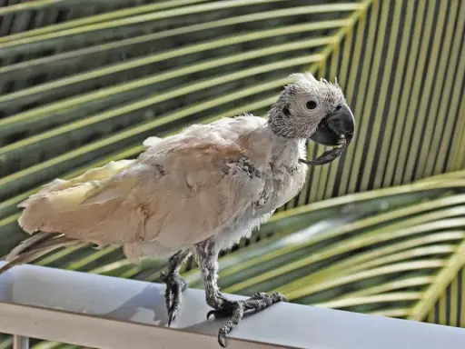 Pappagallo con piume arruffate e becco deformato, forse affetto da malattia del becco dei pappagalli. Si appollaia su un corrimano con foglie di palma sullo sfondo.