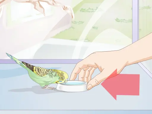 Un pappagallino verde e giallo beve da una ciotola d'acqua. La mano di una persona offre la ciotola, mostrando cosa mangiano i pappagallini.