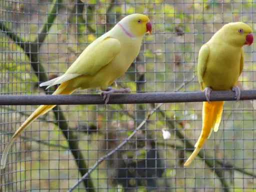 Due parrocchetti dal collare gialli, uno a sinistra con collare rosa, sono in un recinto. Il loro allevamento è un successo.