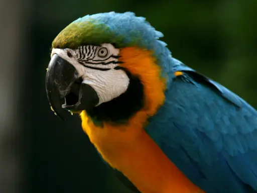 Un pappagallo ara blu e giallo, con un'espressione che suggerisce che la tricomoniasi guarisce da sola.